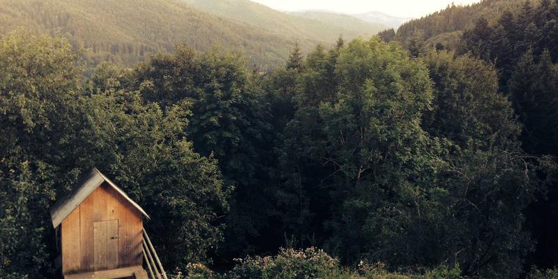 逆转脂肪肝：科学运动与饮食干预的健康生活指南